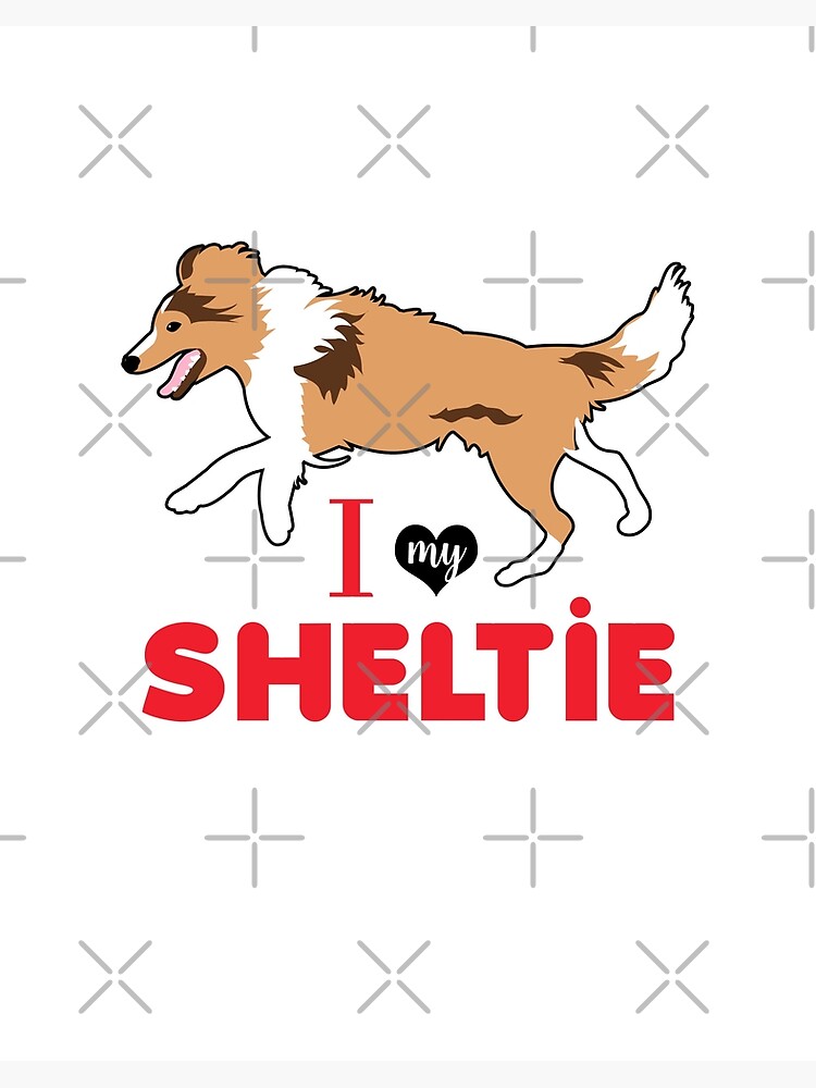 red sheltie