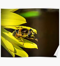 FLY Poster