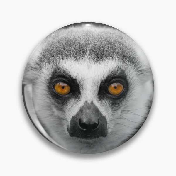 Item preview, Ring-Tailed Lemur Portrait designed and sold by rawshutterbug.