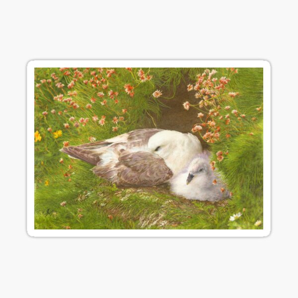 Item preview, Northern Fulmar (Mallie) Highly Detailed Coloured Pencil Fine Art designed and sold by norttoonart.