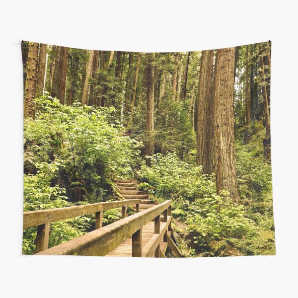 Hiking through the Redwood Forest Tapestry