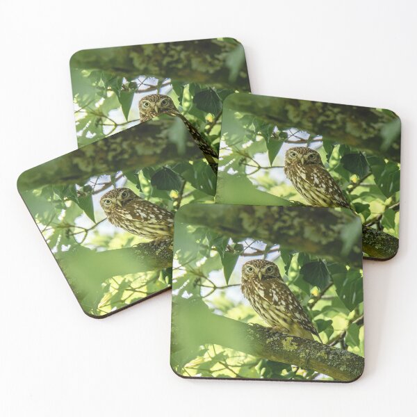 Item preview, Little Owl designed and sold by PhotographMassa.