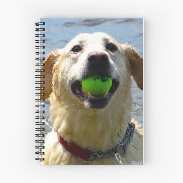 Item preview, Labrador Retrievers amarillos juegan en el agua designed and sold by WhatOdds.