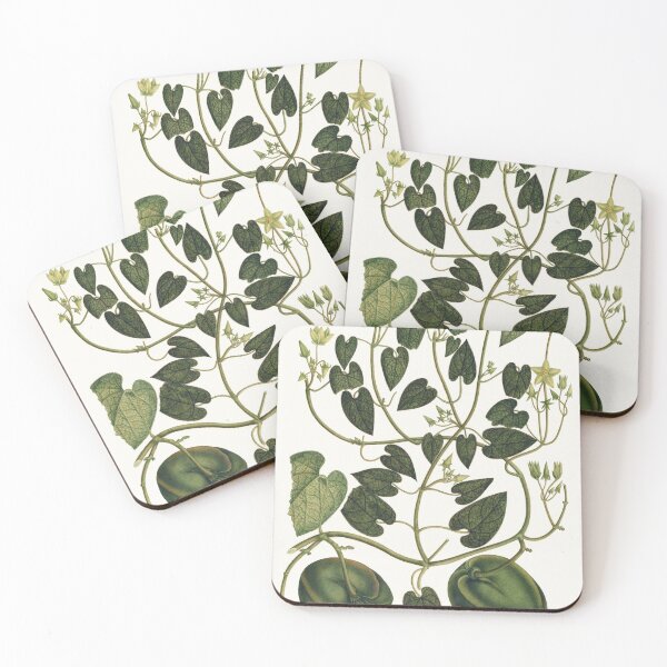 Item preview, Vintage spanish botanical illustration - gonolobus designed and sold by Gardenlibrary.