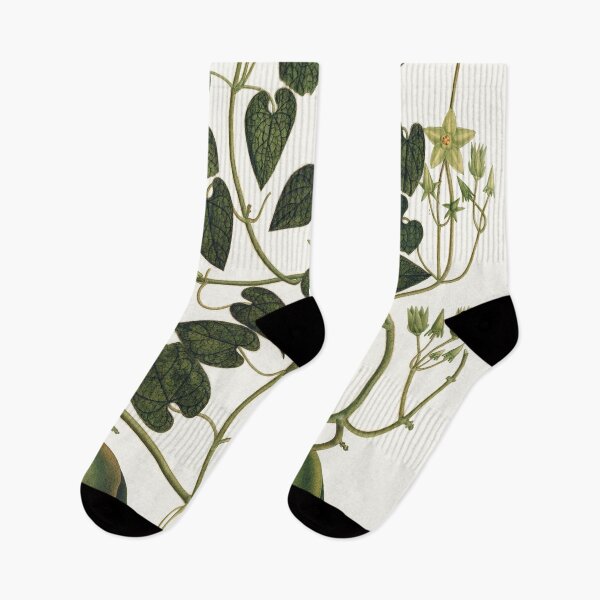 Item preview, Vintage spanish botanical illustration - gonolobus designed and sold by Gardenlibrary.