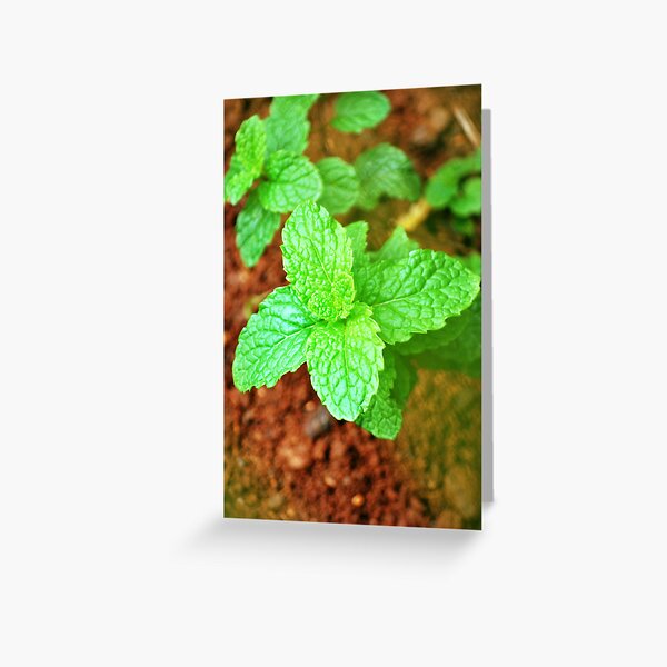Fresh Mint Greeting Card