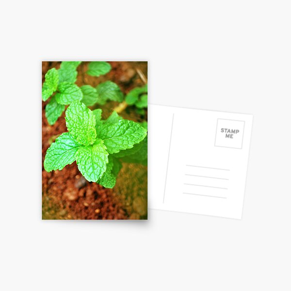 Fresh Mint Postcard