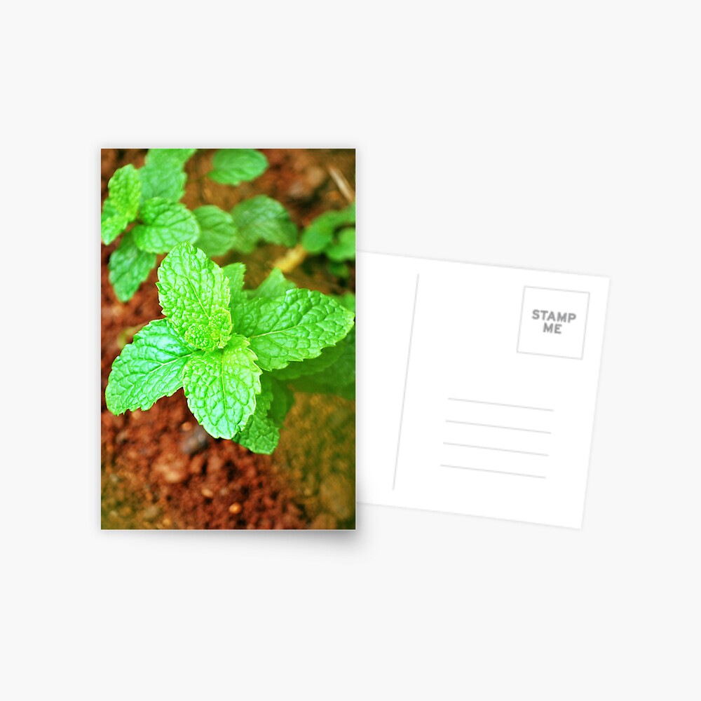 Fresh Mint Postcard