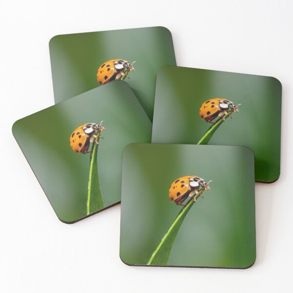 Item preview, Asian Lady Beetle designed and sold by SorryToBugYou.