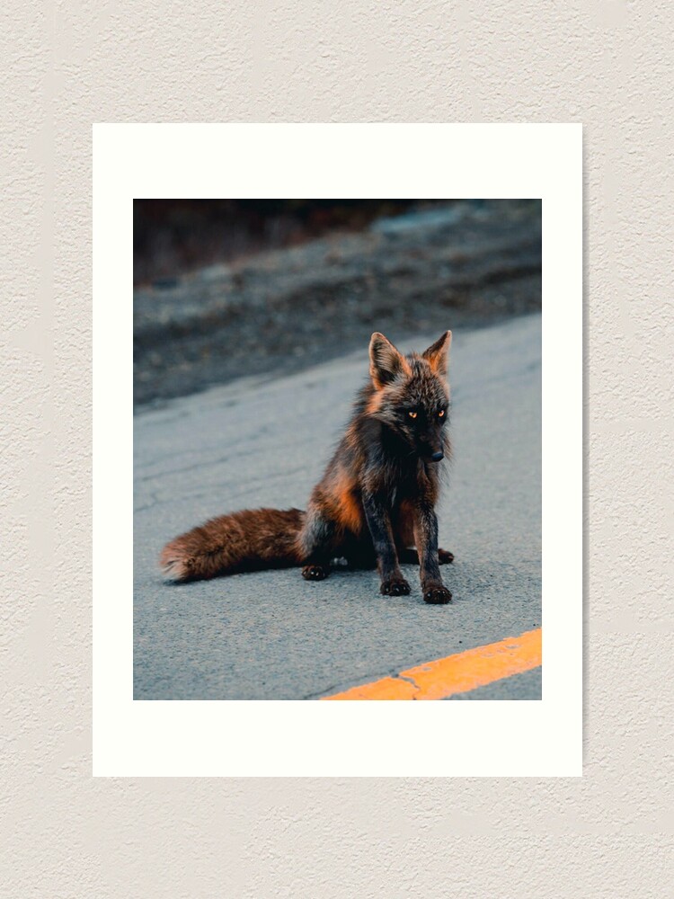 Melanistic Fox Art Print