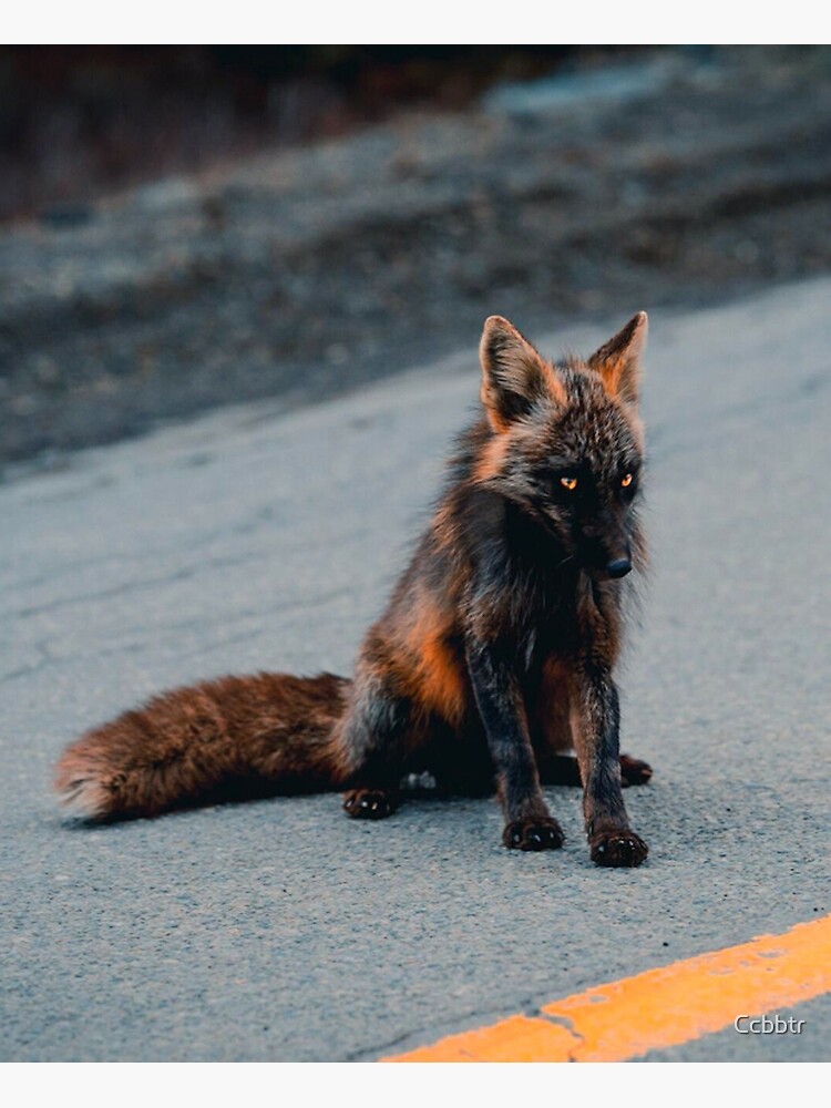 Melanistic Fox Poster