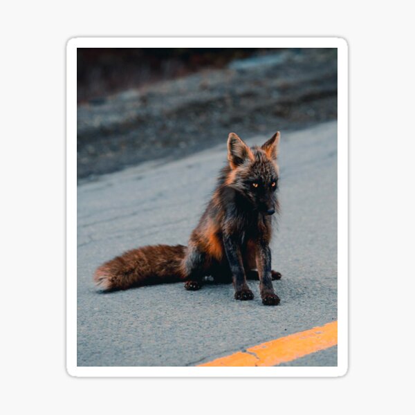 Item preview, Melanistic Fox designed and sold by Ccbbtr.