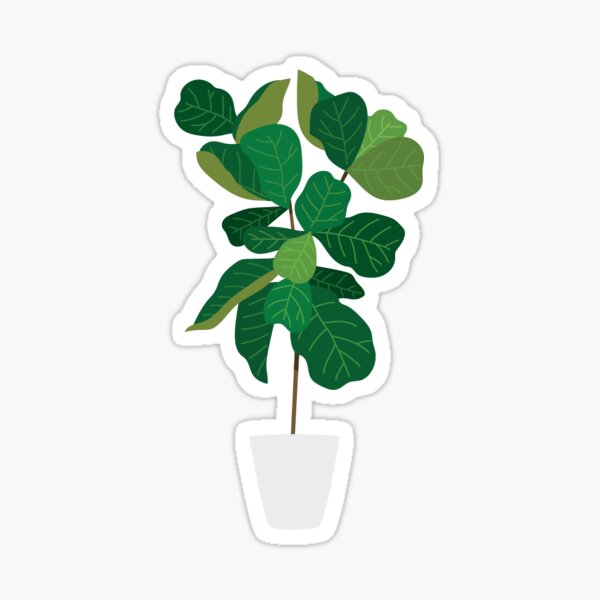 Fiddle Leaf Fig Stickers Redbubble