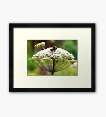 Bumble Bee Framed Print