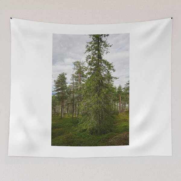 Item preview, Northern spruce designed and sold by Jouko Lehto Photography.