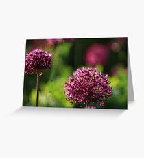 Light Beam Bokeh - Alium Flowers Greeting Card