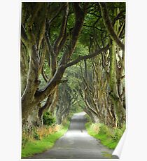 dark hedges Poster