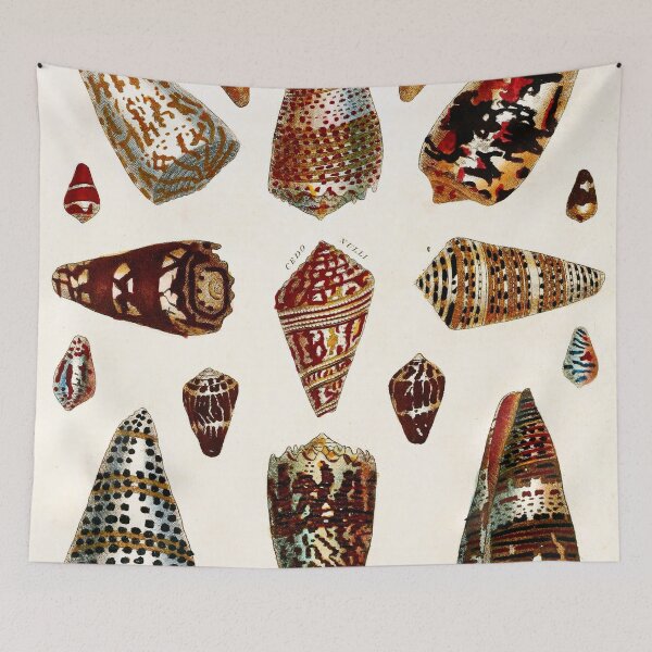 Item preview, Vintage british botanical illustration - Conchology 01 designed and sold by Gardenlibrary.