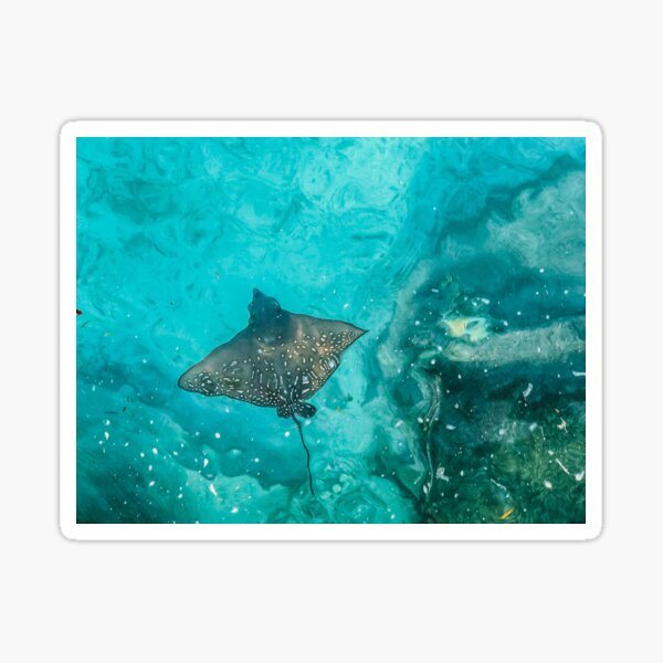Item preview, Eagle Ray Fish designed and sold by PurpleTank.