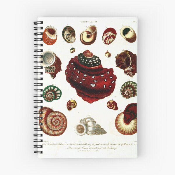 Item preview, Vintage british botanical illustration - Conchology 02 designed and sold by Gardenlibrary.