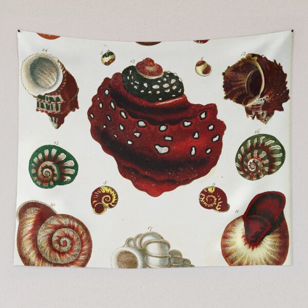 Item preview, Vintage british botanical illustration - Conchology 02 designed and sold by Gardenlibrary.