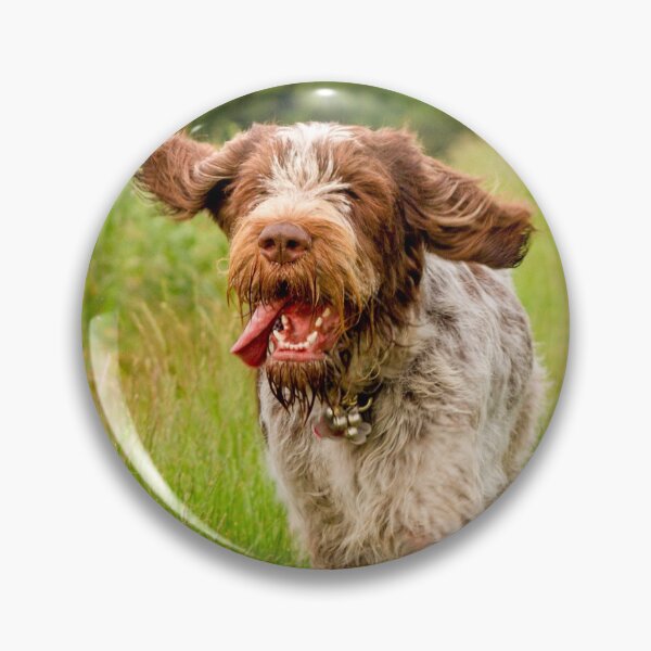 Item preview, Hunting for poppies Spinone designed and sold by FOLK ART FUSION by heidiannemorris.