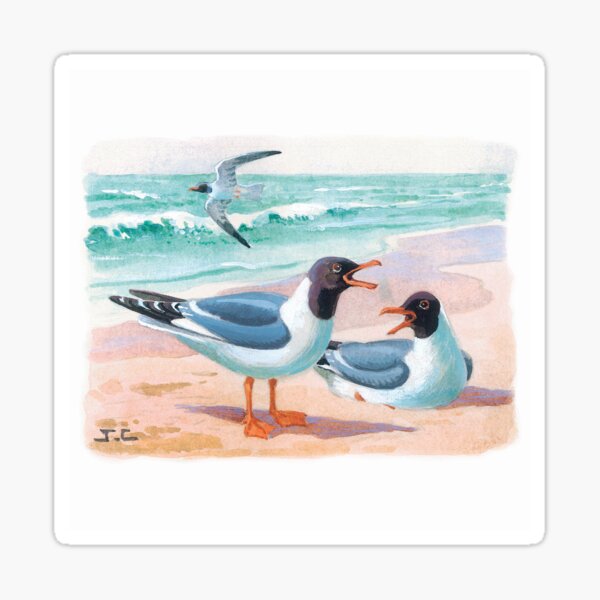 Mouettes rieuses Sticker