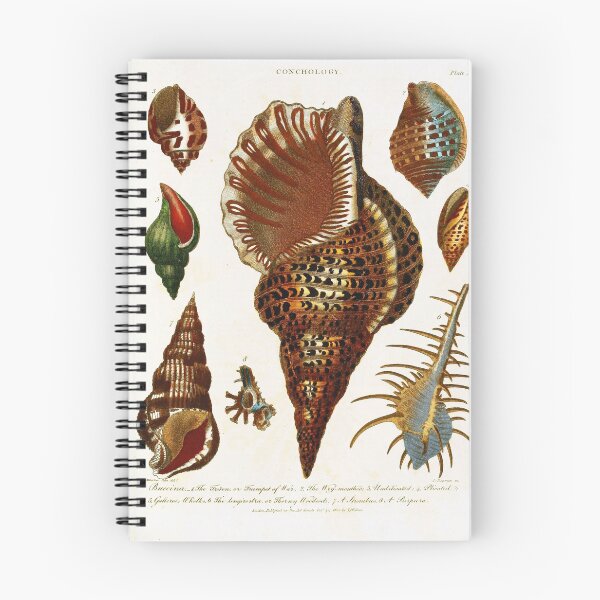 Item preview, Vintage british botanical illustration - Conchology 03 designed and sold by Gardenlibrary.