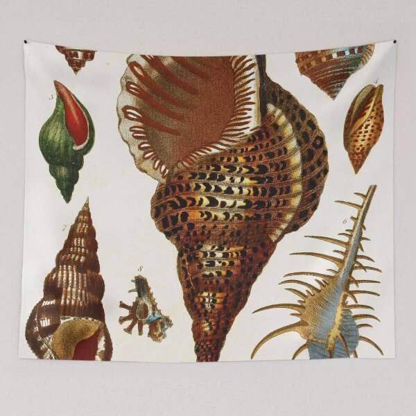 Item preview, Vintage british botanical illustration - Conchology 03 designed and sold by Gardenlibrary.