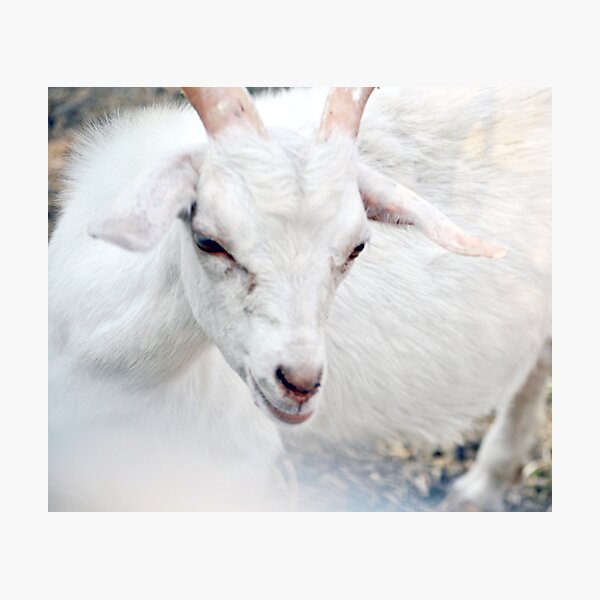 Ninny, Nanny Nancy Goat Photographic Print