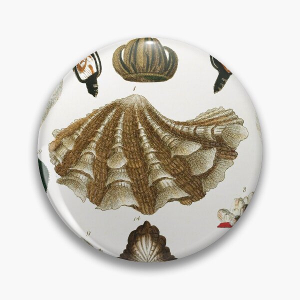Item preview, Vintage british botanical illustration - Conchology 04 designed and sold by Gardenlibrary.