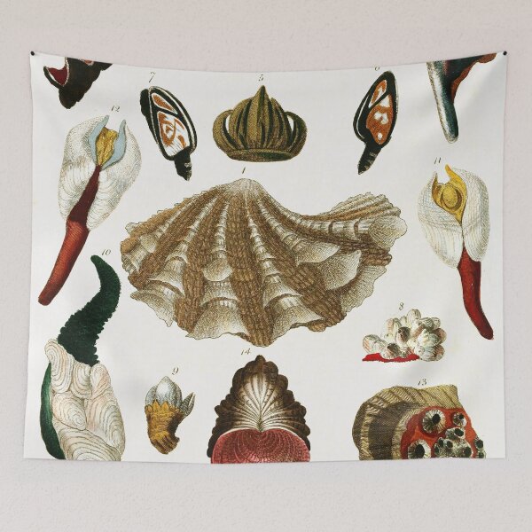 Item preview, Vintage british botanical illustration - Conchology 04 designed and sold by Gardenlibrary.
