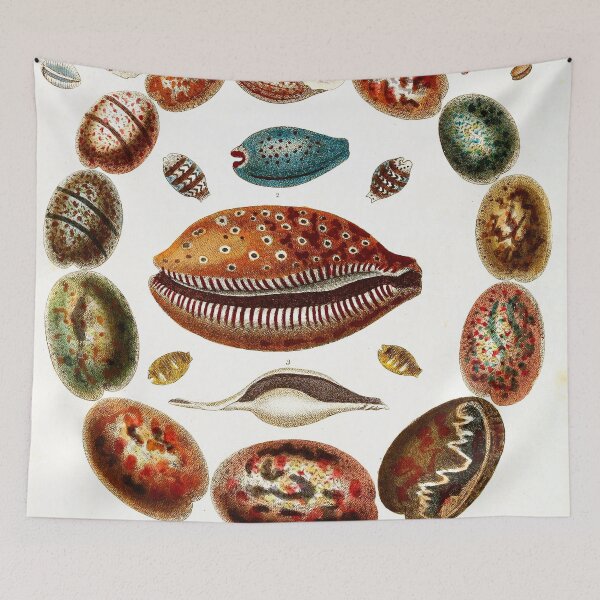 Item preview, Vintage british botanical illustration - Conchology 05 designed and sold by Gardenlibrary.