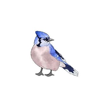 Artwork thumbnail, Bluejay by DrawingBasic
