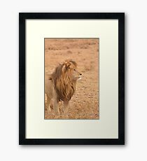 King of the plains Framed Print