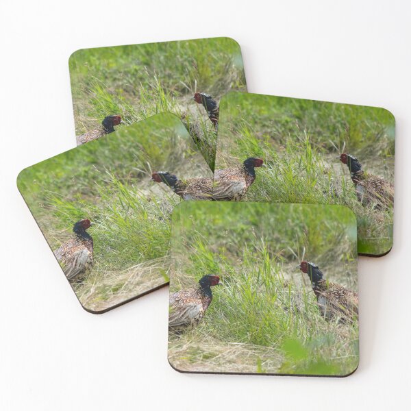 Item preview, Ring necked pheasants turf battle designed and sold by CanadianWild418.