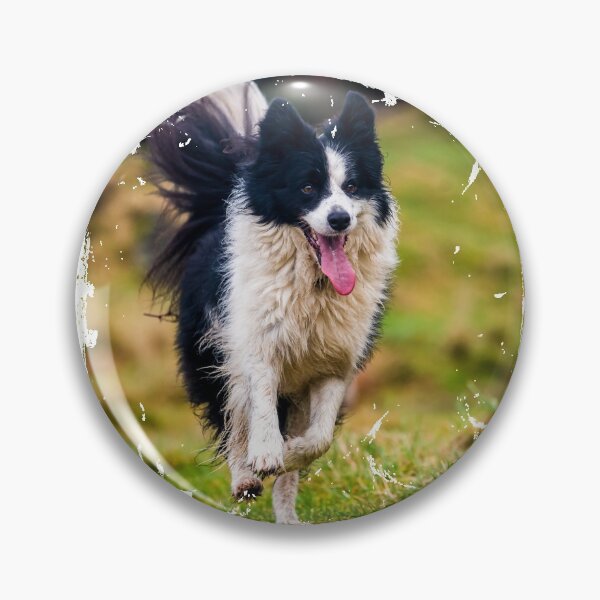 Item preview, Scottish Border collie photo  - Black and white dog designed and sold by bdws.