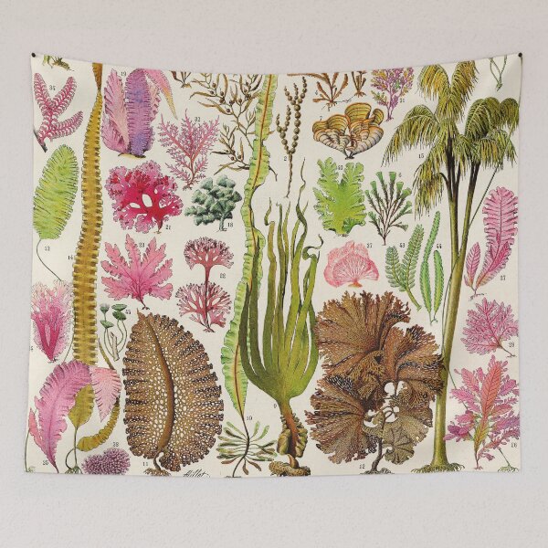 Item preview, Adolphe Millot - Algues - Vintage french botanical illustration designed and sold by Gardenlibrary.