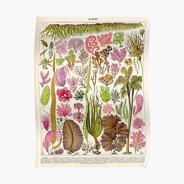 Adolphe Millot - Algues - Vintage french botanical illustration Poster