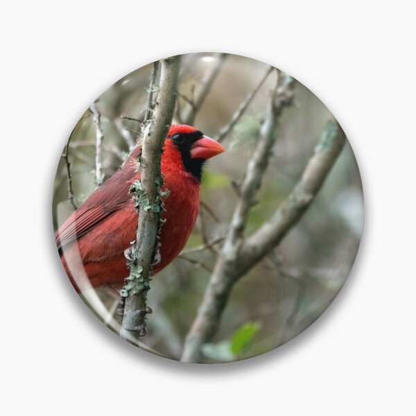 Item preview, Winter Cardinal designed and sold by KbytesOfJax Outdoor and Nature.