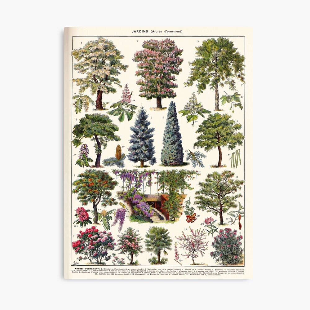 Arbre Decoration Jardin