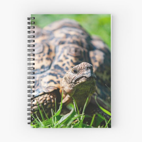 Item preview, Leopard tortoise  designed and sold by Francesko221.