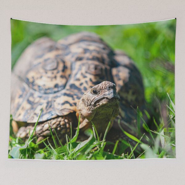 Item preview, Leopard tortoise  designed and sold by Francesko221.