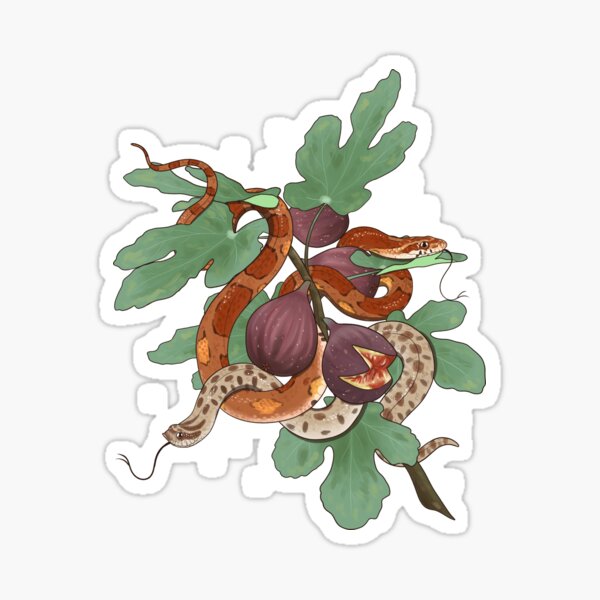 Item preview, Corn Snake and Hognose Snake with Figs designed and sold by Paige Penrose.