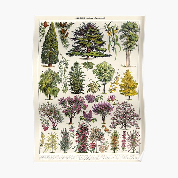 Adolphe Millot - jardin - Arbres d ornement 02 - Vintage french botanical illustration Poster
