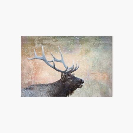 Bull elk, Bugling in the Snow Art Board Print