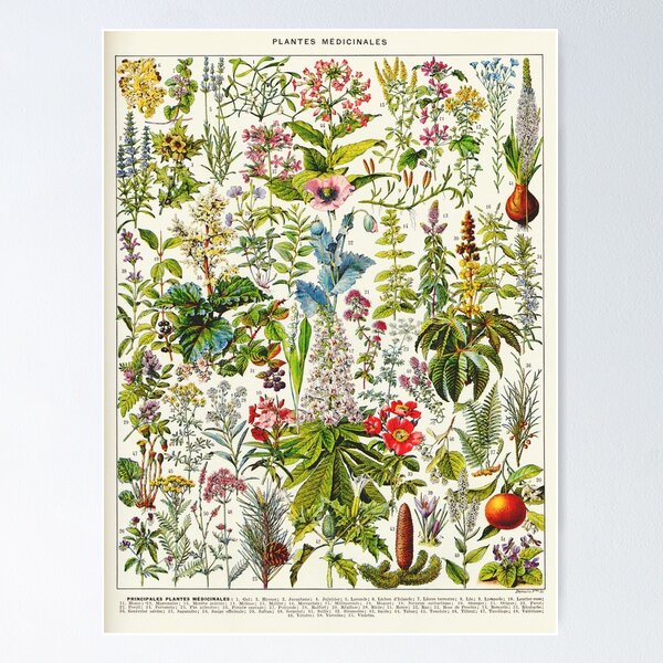 Item preview, Adolphe Millot - Plantes Medicinales 01 - Vintage french botanical illustration designed and sold by Gardenlibrary.
