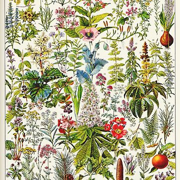 Adolphe Millot - Plantes Medicinales 01 - Vintage french botanical  illustration | Art Print