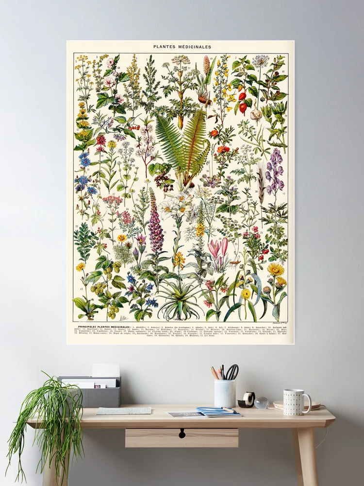 Adolphe Millot - Plantes Medicinales 02 - Vintage french botanical  illustration | Poster