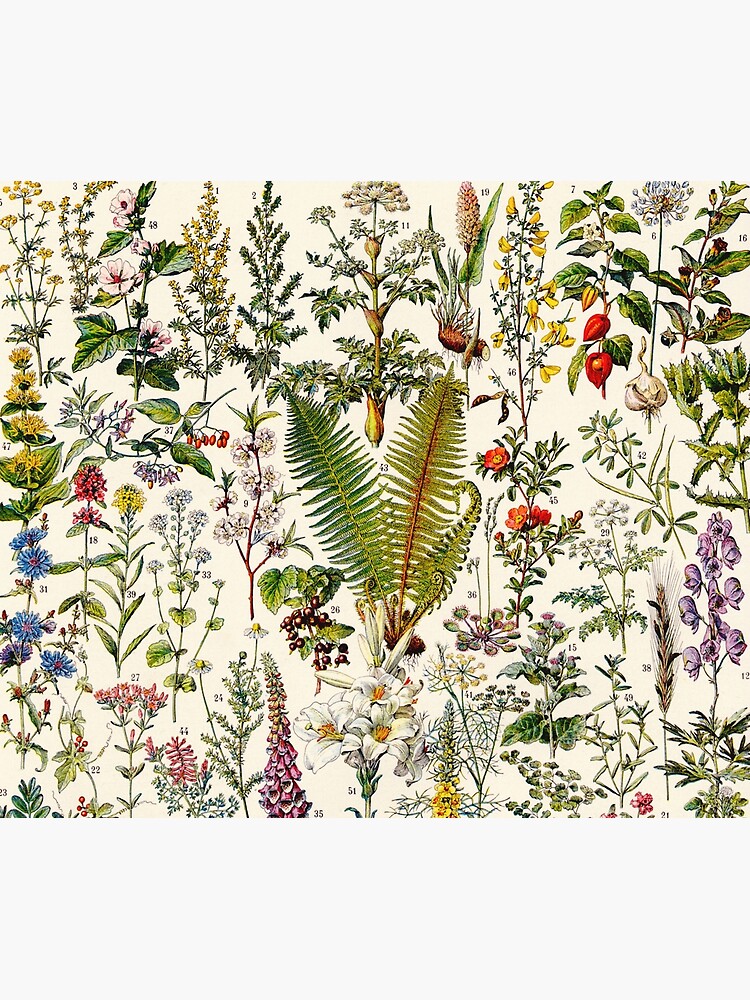 Discover Adolphe Millot - Plantes Medicinales 02 - Vintage french botanical illustration Shower Curtain